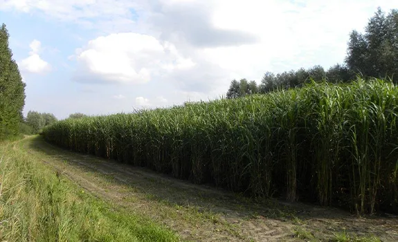 Miscanthus